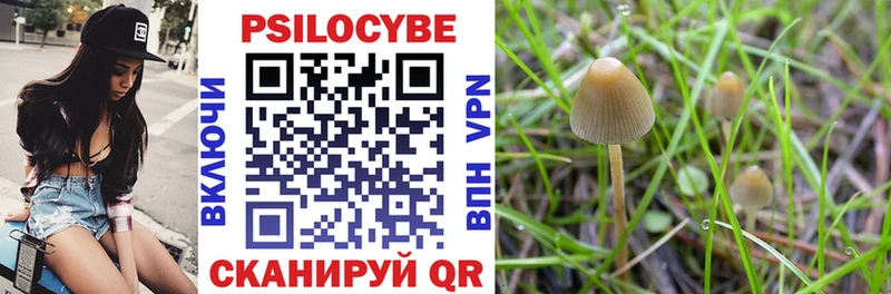 Галлюциногенные грибы Psilocybe  Купить закладки  Чулым 